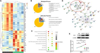 Metabolic Disorder of Extracellular Matrix Mediated by Decorin Upregulation Is Associated With Brain Arteriovenous Malformation Diffuseness
